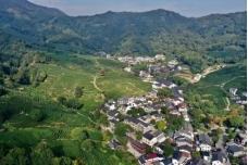 Green Tea Plantations
