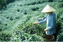 Green Tea Plantations View 3